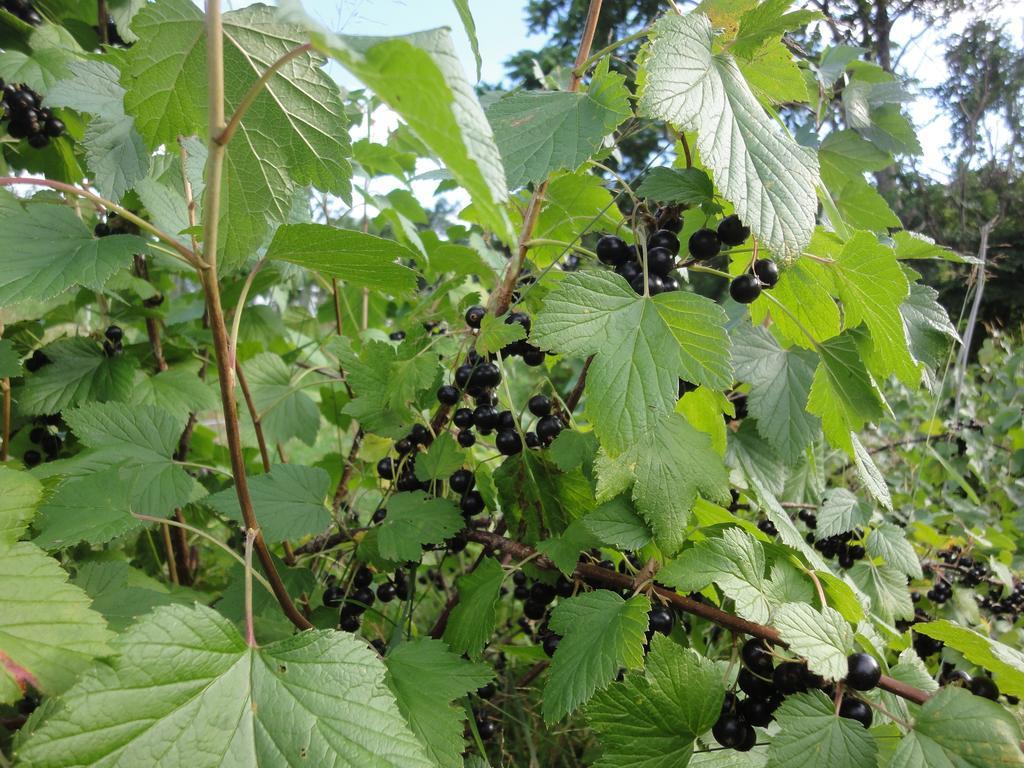 Farm Inn Anima No Sato Abashiri Zewnętrze zdjęcie